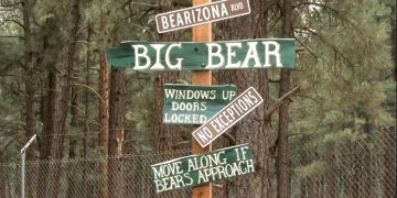 Парк около Гранд-Каньона проведет акцию защиты черного медведя