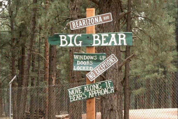 Парк около Гранд-Каньона проведет акцию защиты черного медведя