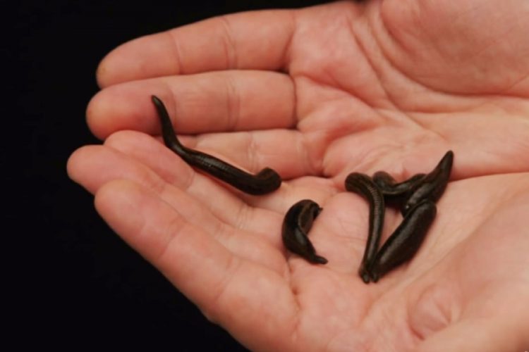 Россиянина оштрафовали за контрабанду медицинских пиявок в Канаде