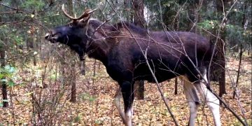 На Аляске в ручной клади нашли навоз лося