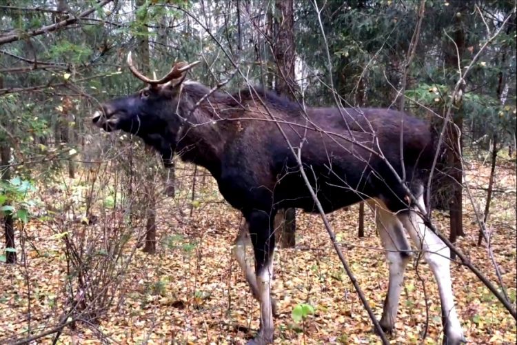 На Аляске в ручной клади нашли навоз лося