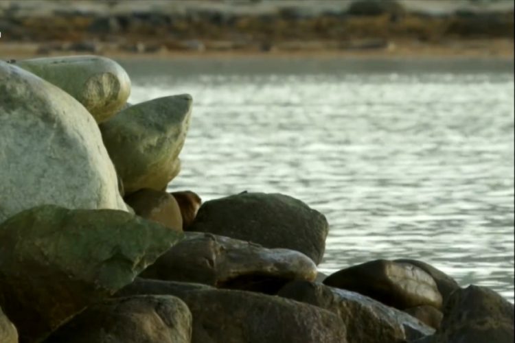 Great Angus Beach (Шотландия) очищают от мусора волонтеры