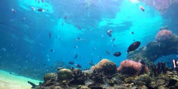 Убер запускает подводные прогулки по Большому Барьерному рифу