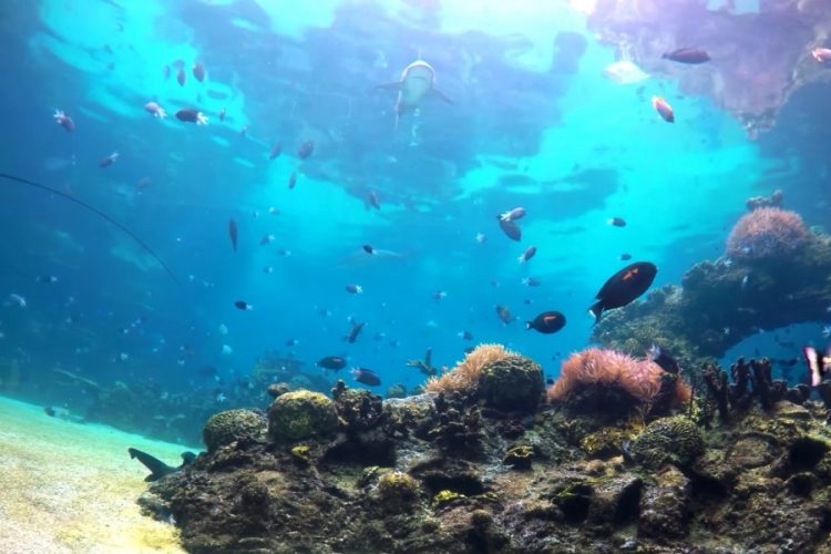 Убер запускает подводные прогулки по Большому Барьерному рифу