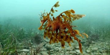 Аквариум в Южной Калифорнии покажет гостям морских драконов