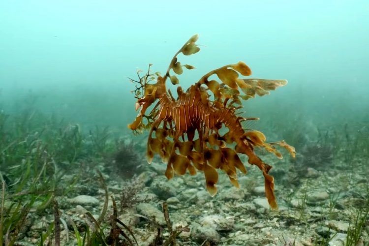 Аквариум в Южной Калифорнии покажет гостям морских драконов