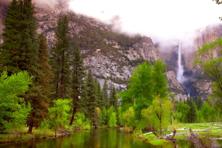 В парке Йосемити появились лягушки, которых описывал Марк Твен