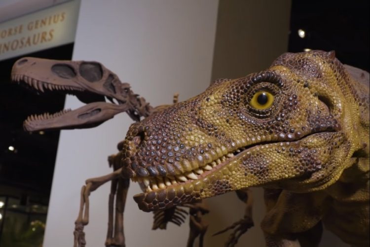 На строительной площадке в Колорадо обнаружили останки динозавра