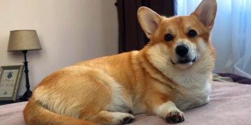 В пригороде Бангкока открылось кафе с собаками породы корги