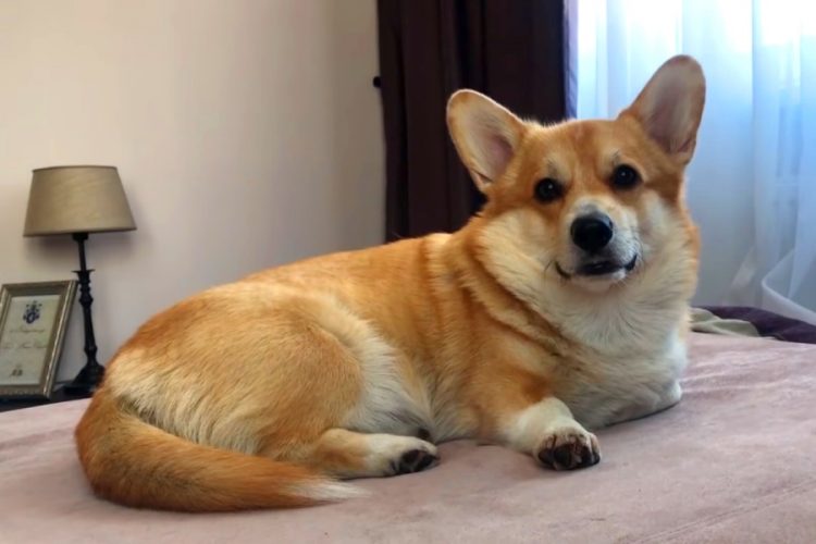 В пригороде Бангкока открылось кафе с собаками породы корги