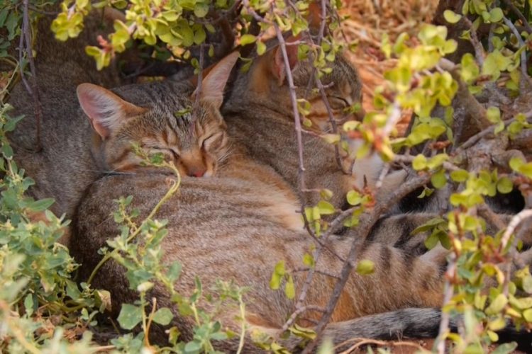 Стартовала кампания по защите африканской дикой кошки