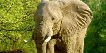 В зоопарке Пхукета умер слоненок, который выполнял трюки