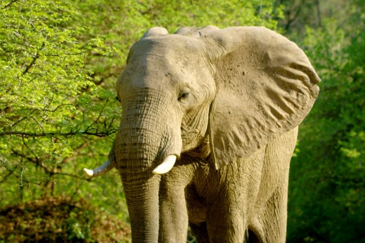 В зоопарке Пхукета умер слоненок, который выполнял трюки
