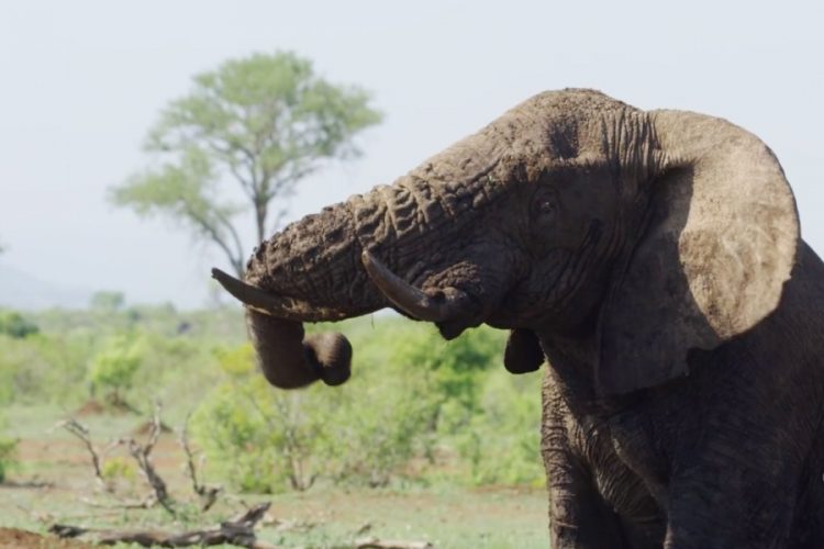 Ботсвана снова разрешит охоту на слонов