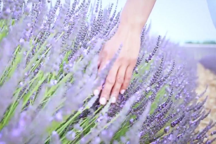 новость 11-06-2019 Провинция Турции Эдирне встречает "лавандовые" дни