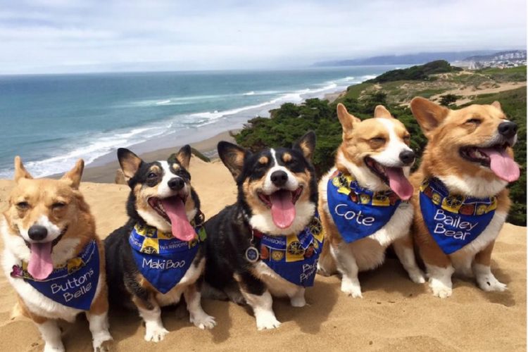 новость 18-06-2019 Популярное событие, собравшее тысячи корги, прошло в США