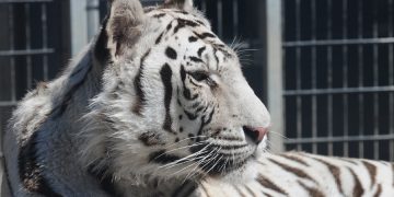 новость 22-06-2019 В Юго-Восточной Азии существует проблема тигров