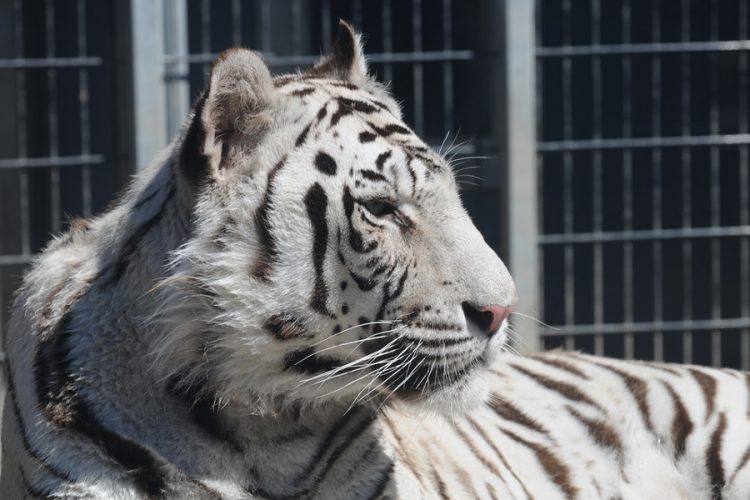 новость 22-06-2019 В Юго-Восточной Азии существует проблема тигров