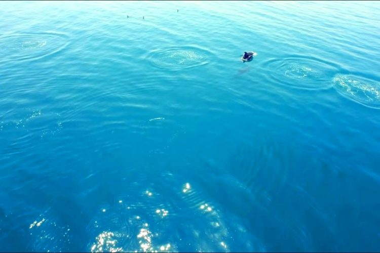 Хорватия предлагает тур в подарок желающему помочь дельфинам