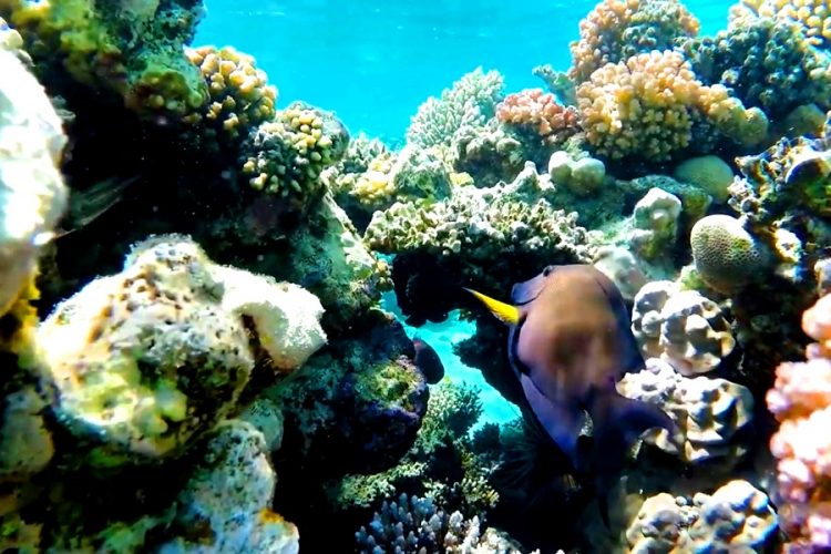 Запрет на пластик вступил в силу в Хургаде