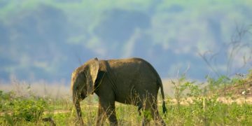 Организаторы охоты в Африке попали под "обстрел" общественности