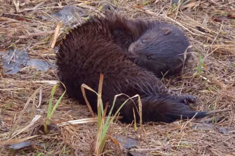 Qatar Airways выступает против торговли животными