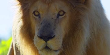 Южная Африка запретит туристам взаимодействовать с животными