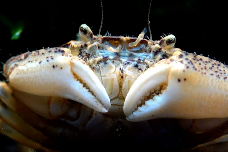 Туристы наблюдают за армией крабов на мелководье в Мельбурне