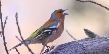 Пассажир пытался перевезти через аэропорт Нью-Йорка птиц, упакованных в бигуди