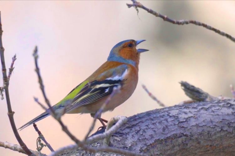 Пассажир пытался перевезти через аэропорт Нью-Йорка птиц, упакованных в бигуди