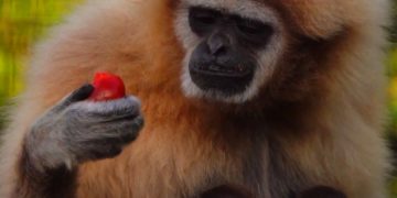 В зоопарке Окленда торжественно встретили гиббонов