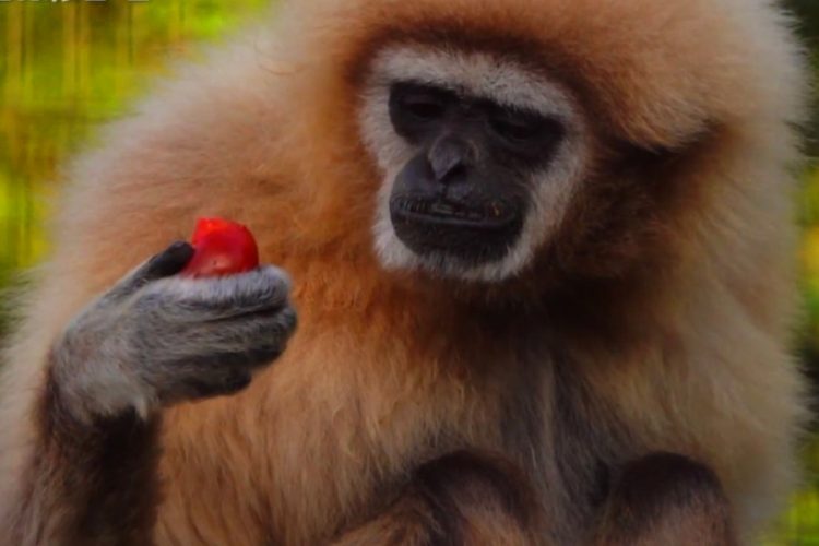 В зоопарке Окленда торжественно встретили гиббонов