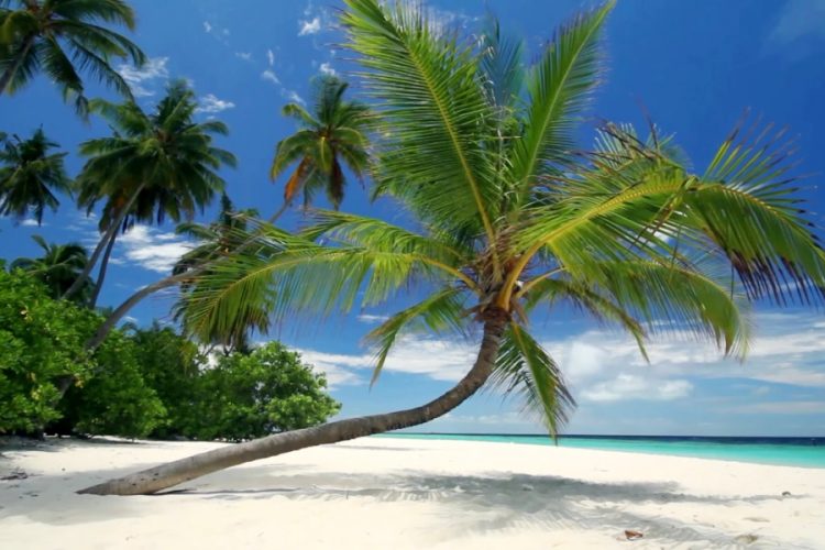 Sex Island снова приглашает туристов на безлимитный секс и марихуану