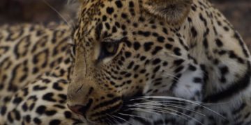 В Национальном парке Южной Африки леопард загрыз ребенка