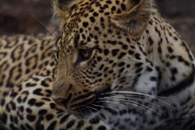 В Национальном парке Южной Африки леопард загрыз ребенка