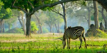 Рейтинг парков для африканских сафари