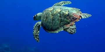 Больше 5000 красноухих черепах нашли в чемоданах пассажиров