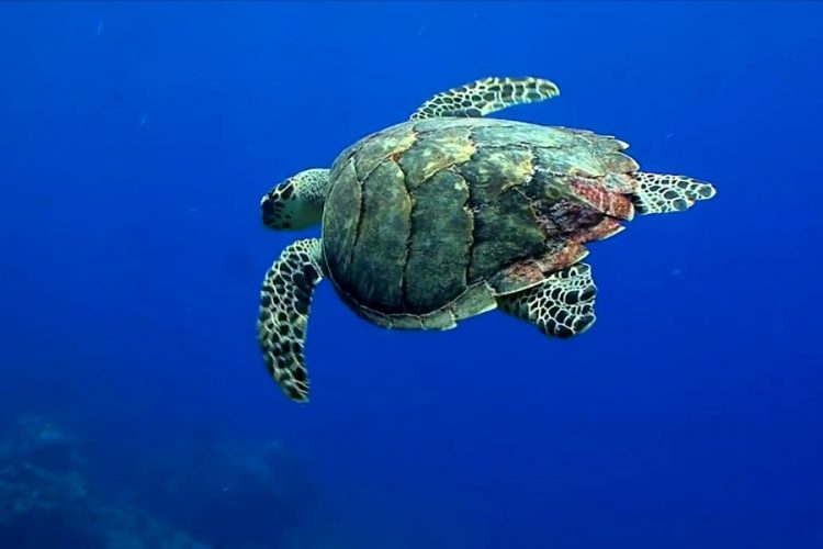 Больше 5000 красноухих черепах нашли в чемоданах пассажиров