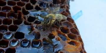 Словения привезла мед на Expo Dubai 2020