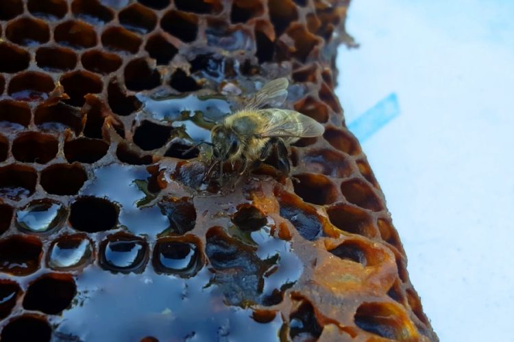 Словения привезла мед на Expo Dubai 2020