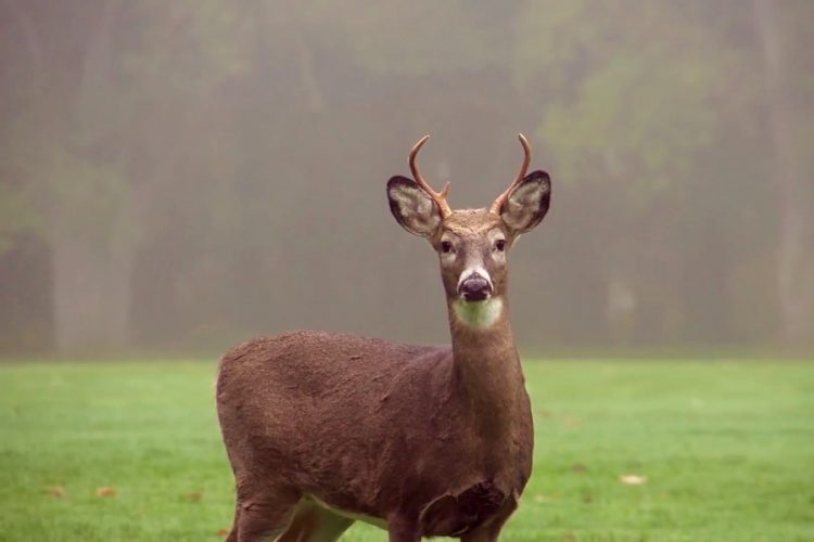 На Аляске предлагают заняться йогой с оленями