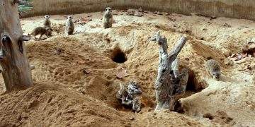 Зоопарк Барселоны улучшит условия содержания животных