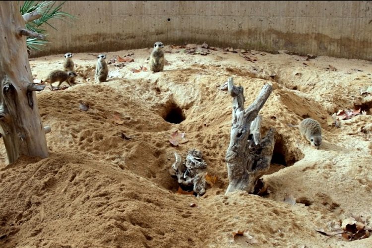 Зоопарк Барселоны улучшит условия содержания животных