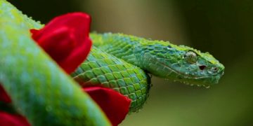 Турист случайно привез в рюкзаке змею на Гавайи