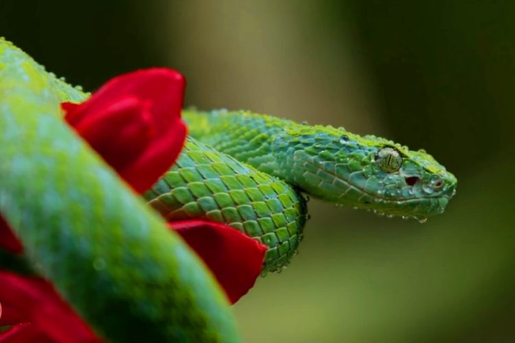Турист случайно привез в рюкзаке змею на Гавайи