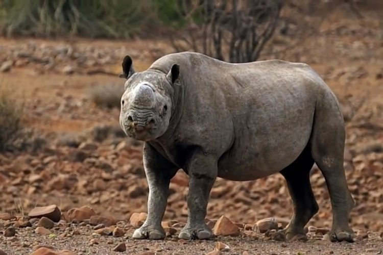 Руандийский национальный парк встретил черных носорогов