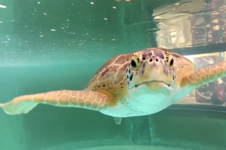 Туристов просят помочь спасти зеленых черепах в Техасе