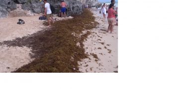 новость 05-07-2019 Морские водоросли саргассум атакуют пляжи Мексики