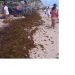 новость 05-07-2019 Морские водоросли саргассум атакуют пляжи Мексики