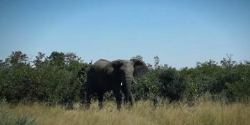 новость 09-07-2019 В Ботсване вновь открылся лагерь Jao Wilfness Safaris